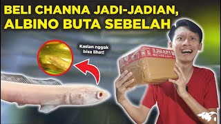 KASIHAN NYOBA BELI CHANNA STRIATA ALBINO MATA MERAH TAPI BUTA SEBELAH DI SHOPEE [upl. by Cilo]