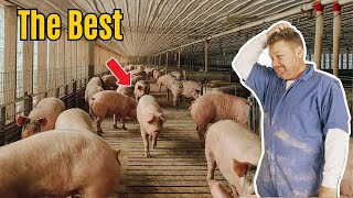 Picking The Perfect Pigs [upl. by Darleen]