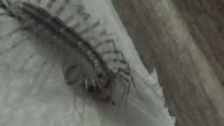 House centipede eats spider [upl. by Kahl]