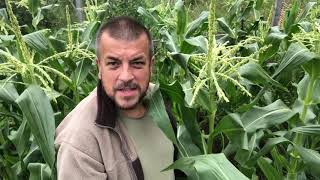 How to grow Sweetcorn Tassels amp Silks [upl. by Rus]