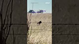 Incredible footage shows ‘black panther’ bounding through Aussie farm  yahooaustralia [upl. by Yance32]