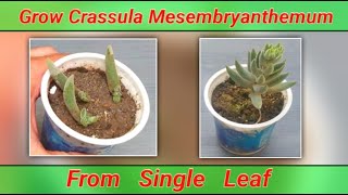 how to grow Crassula Mesembryanthemum from a single leaf  propagation of Crassula Mesembryanthemum [upl. by Gunar]