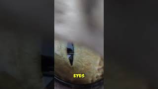 Did you know cats have a third eyelid CatFacts PetAnatomy FelineHealth CatLovers AnimalScience [upl. by Tteve]