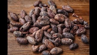 Proceso de Cosecha y Beneficio del Cacao  TvAgro por Juan Gonzalo Angel [upl. by Eednus]