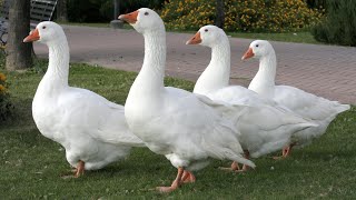 Embden Geese  Efficient Hardy Regal [upl. by Nohsad826]