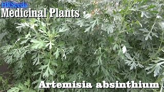 ⟹ WORMWOOD Artemisia absinthium 🌿 BE CAREFUL [upl. by Leinoto423]