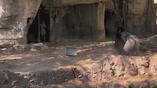 Wild viral video shows zookeepers trying to hide from silverback gorilla at Fort Worth zoo [upl. by Ekalb417]