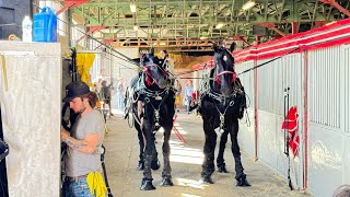 calgary stampede 2024 highlights cattle penning championship [upl. by Aredna]