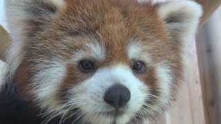 レッサーパンダのいえ 福井県 鯖江市 西山動物園 RED PANDA HOUSE Nishiyama Zoo Sabae Fukui Japan English Sub 红熊猫 [upl. by Neltiak715]