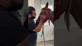 save the horse on the street… horse animalrescuer lovehorses animalsrescuer animals rescue [upl. by Anitsuj]