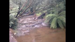 Lilydale Falls  One of Charlies Favorite Walks [upl. by Aneehsram608]