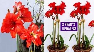 How To GROW Amaryllis RIGHT Way At RIGHT Time [upl. by Ase734]