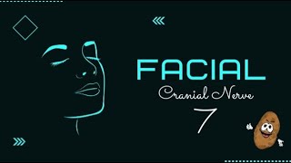 Cranial Nerve VII  Facial Nerve  Easy Urdu Language [upl. by Hinckley862]