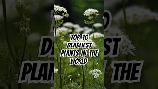 Top 10 deadliest plants in the world 🌵 shorts top10 world deadlyplants [upl. by Ahselef]