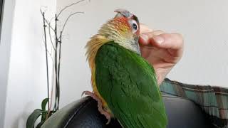 Perruche conure de molinae à joues vertes apprivoisée [upl. by Alesi]