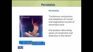 Peristalsis  Animal Physiology and Behavior Theory  ZOO502TTopic201 [upl. by Hafeenah]