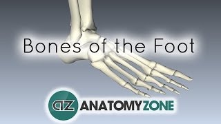 Bones of the Foot  Anatomy Tutorial [upl. by Ekihc310]