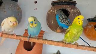 Budgies flocks birds chirping sounds shorts pets nature [upl. by Anelehs]