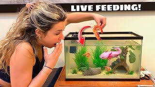 FEEDING MY AXOLOTL LIVE SHRIMP WILL HE LIKE IT [upl. by Vastah768]