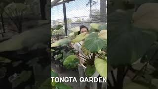 Introduction to Tongtas Homalomena from Thailand [upl. by Calica420]