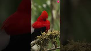 Andean Cock of the Rock Bird  A Spectacle of Nature bird birdlife wildlife nature cutebirds [upl. by Cave]