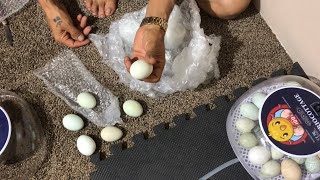 Triocottage Araucana eggs First time dry hatch part 1 [upl. by Releehw]