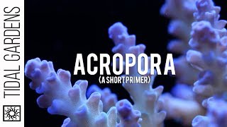 Some thoughts on Acropora Staghorn Corals [upl. by Xyla]