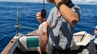 West Coast At It’s Best Snapper Fishing Raglan New Zealand [upl. by Ibrik427]