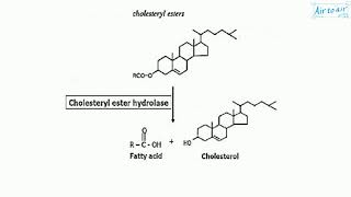 cholesteryl ester [upl. by Heymann83]