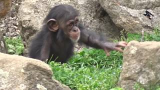 Les Chimpanzés et leur baby  Espace Zoologique de St Martin la Plaine Loire France [upl. by Atinaujnas]