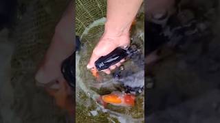 Preparation for Breeding Black Ranchu goldfish with Redwhite Ranchu [upl. by Juakn126]