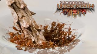 THE GREAT FLOOD  Empires of the Undergrowth BETA Gameplay  Ep5 [upl. by Ellerd102]