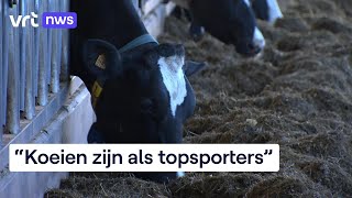 Melkproductie in Vlaanderen is een van de meest klimaatvriendelijke ter wereld [upl. by Anallise536]