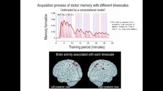 Acquisition process of motor memory with different timescales [upl. by Annasus]