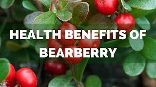 Health Benefits Of Bearberry Common Uses Of Bearberry Leaf [upl. by Emiatej524]