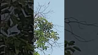 Birds falling on morning please subscribe 🙏🙏🙏🙏🙏🙏🙏🙏🙏🙏♥️🙏🙏🙏♥️♥️♥️🙏♥️ [upl. by Atiram238]