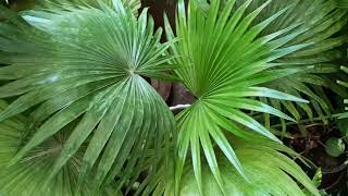 China fan palm care free fertilizer se plant ki growth accha banane ke tipsgardeningwithgeetkumar [upl. by Willard]