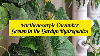 Parthenocarpic Cucumber Grown in the Gardyn Hydroponics [upl. by Prendergast900]