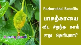 பாகற்காயை விட சிறந்த காய் எது தெரியுமா  Momordica dioica  Pazhu Pavakkai [upl. by Giulio]