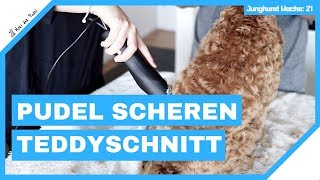 Pudel Scheren Teddyschnitt mit Moki dem Zwergpudel  Das 3 Mal beim Frisör  Mit Anleitung [upl. by Denyse189]