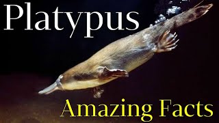 What is a platypus Surprising Platypus Facts You Didnt Know Animals Facts [upl. by Gene]