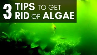 3 Tips to Get Rid of Algae in an Aquarium Managing Easily [upl. by Andras]