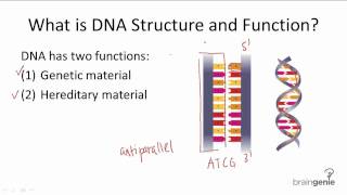 101 DNA Structure and Function [upl. by Ahtnahc17]