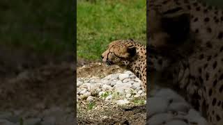 Fascinating Facts About Cheetahs Natures Speed Demons [upl. by Adnaugal719]