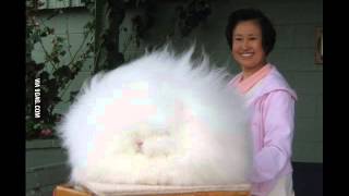 Giant Angora Rabbits [upl. by Marquis]