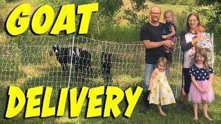 Goat Delivery to Teal House Farm [upl. by Sari]