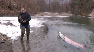 Pecanje mladice na reci Moravici kod Ivanjice  Varaličarenje i mušičarenje  Fishing Hucho Hucho [upl. by Sukramed]