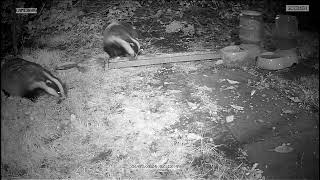 2 Badgers in my garden [upl. by Gorlicki]