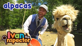 Ivan Inspects Alpacas  Fun and Educational Videos for Kids [upl. by Atiran949]