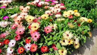 Beautiful Mesembryanthemum flowers  Ice plant [upl. by Abigale]